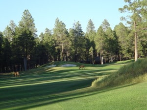 Elk on the Golf Course at Forest Highlands in Flagstaff AZ