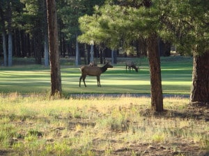 Elk at Forest Highlands Golf Community Flagstaff AZ 86001