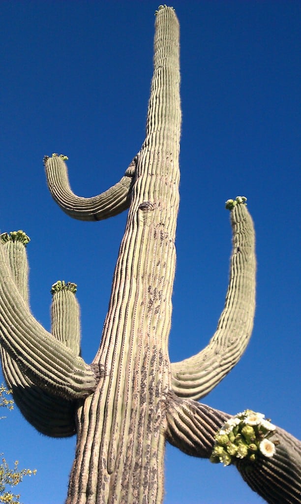 Saguaro Cactus Flowers Spring in North Scottsdale AZ