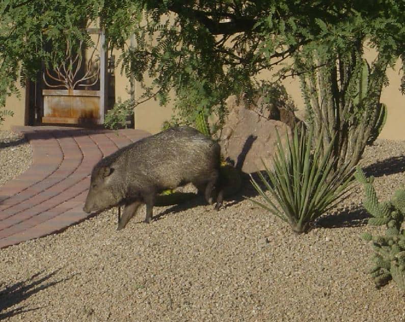 What Kind Of Animals Are In Scottsdale Arizona