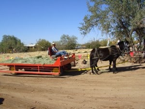 Mac Donalds Ranch Scottsdale AZ Pumpkin Hay Ride