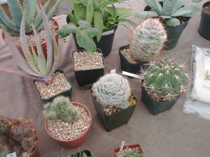 Succulent Cacti Farmers Market Scottsdale AZ