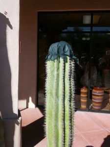 Cactus with Snood Carefree AZ
