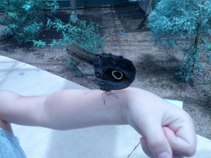 Butterfly visitor Scottsdale AZ