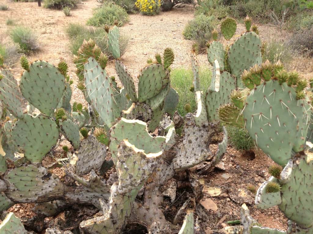 Javelina Cactus in Scottsdale