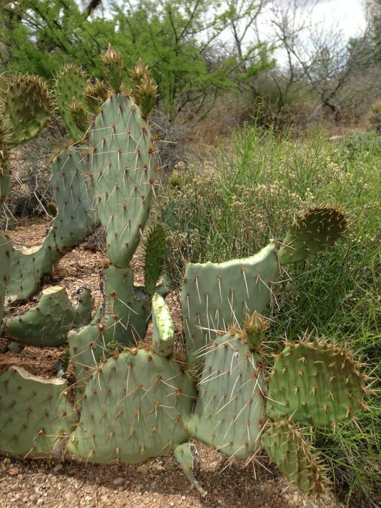 Cactus post javelina meal