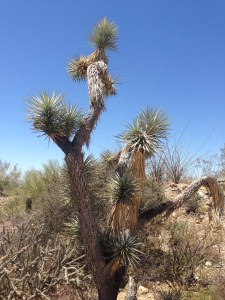 Arizona Sonora Desert Museum Plant