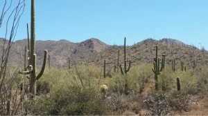 Tucson saguaro cactus