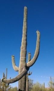 Scotttsdale Desert Cactus
