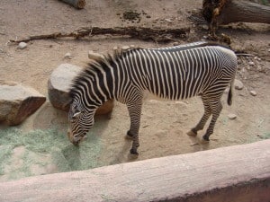 Zebra Phoenix Zoo