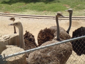 World Wildlife Zoo Litchfield Park