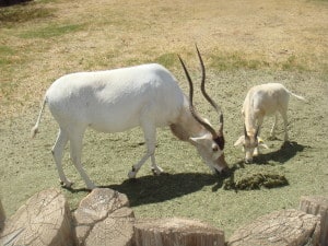 World Widlfife Zoo Phoenix