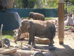 Phoenix Zoo elephant