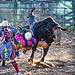 bull riding rodeo action capture